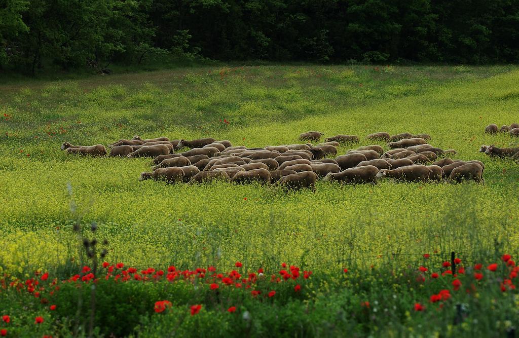 Une Campagne En Provence Bras Exterior foto
